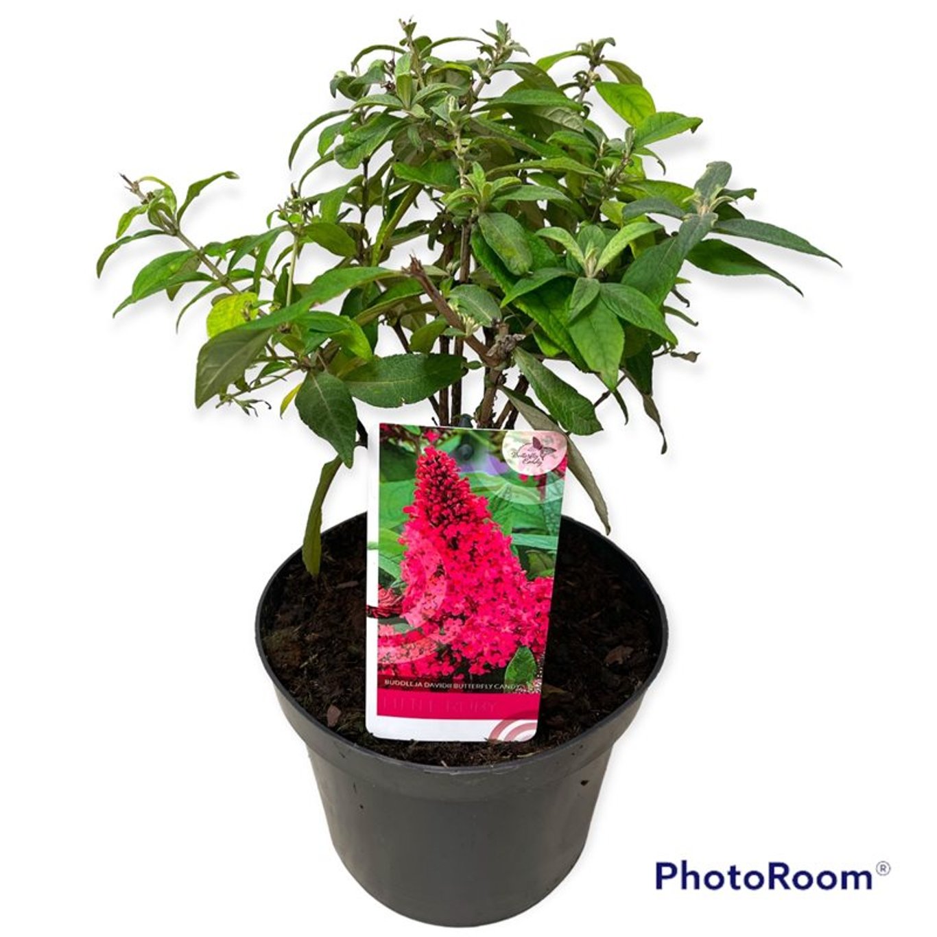 Buddleja d. 'B. Candy Little Ruby' - C3